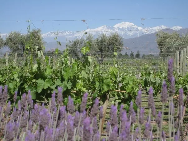 Mendoza vineyard with the Andes in the distance
