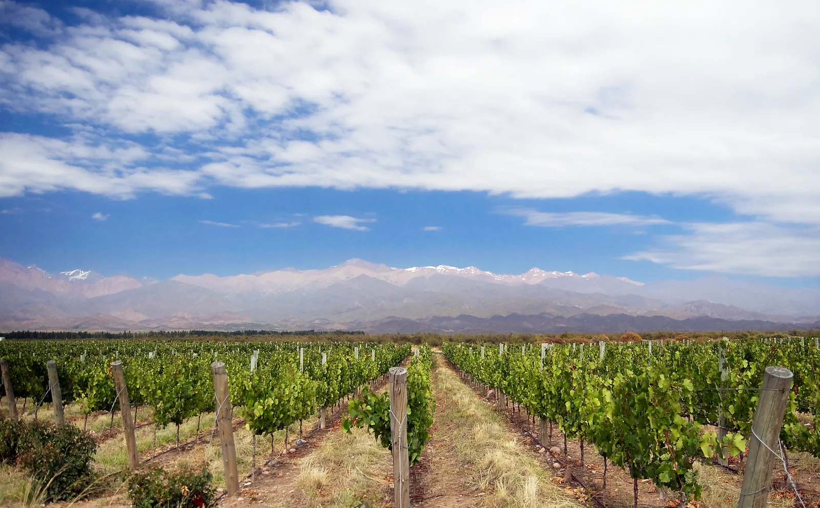 Vineyard rows facing the Andes in Mendoza